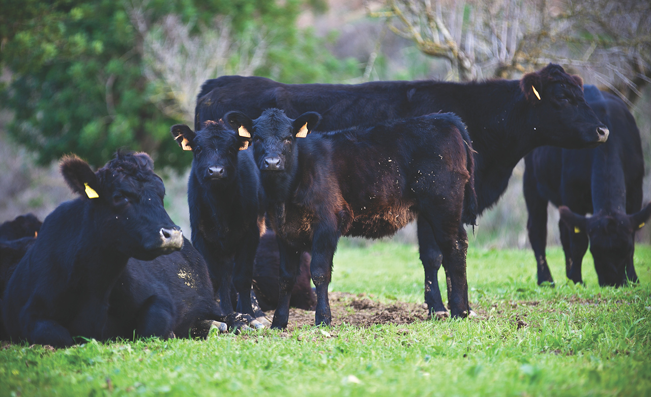 Die Farm Son Mayol Ein Bio Paradies Mallorca Entdecken