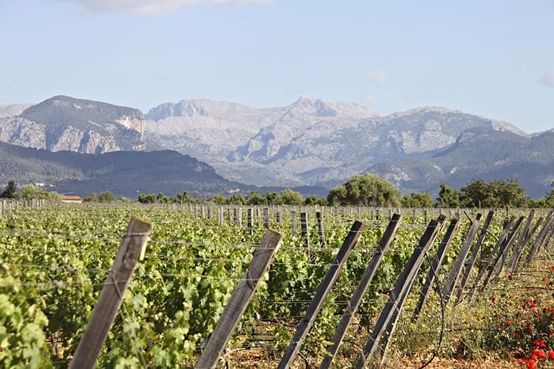 Bodegas Biniagual